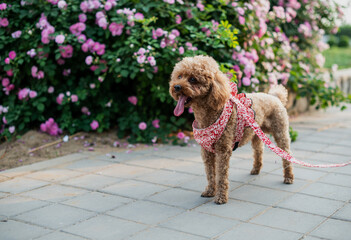 Cute little dog in the garden