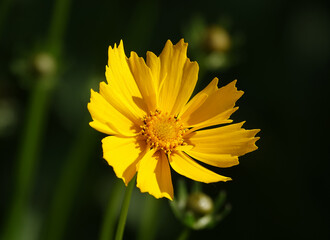 Coreopsis lanceolate - plant flower