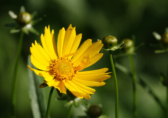 Coreopsis lanceolate - plant flower