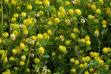 Obraz premium Field clover - plant flower