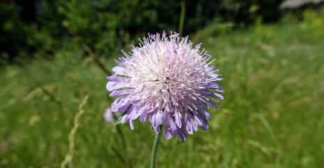Field corostavnik - plant flower