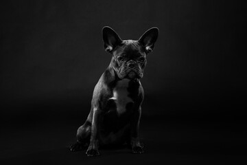 Portrait of a black french bulldog on a black background