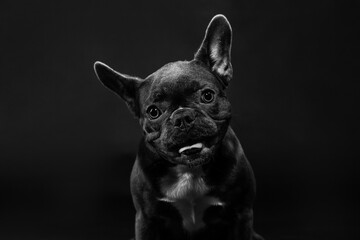 Portrait of a black french bulldog on a black background