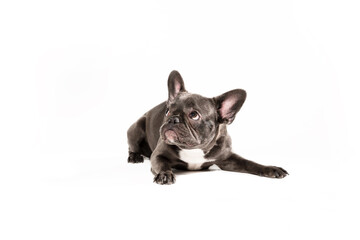 Funny dog isolated on white. French bulldog