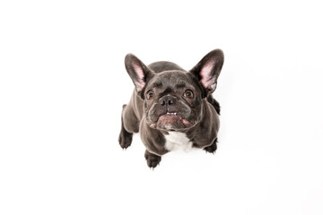 Funny dog isolated on white. French bulldog