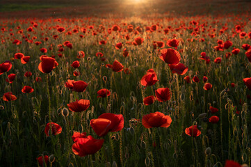Obraz premium Beautiful field with poppies at sunset