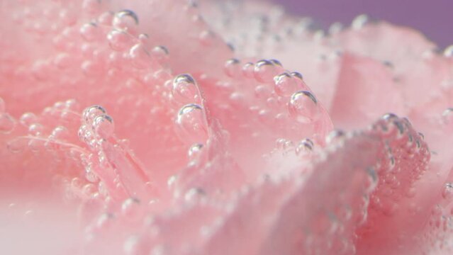 Close-up of pink petals with bubbles. Stock footage. Delicate rose petals with bubbles under water. Rose in refreshing clear water with bubbles