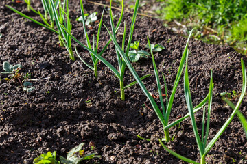 garlic in the garden. Vegetable beds with garlic