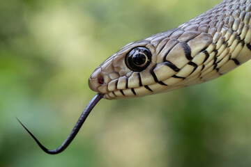Rat Snake