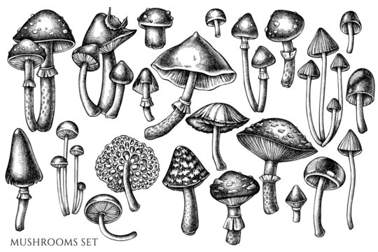 Forest mushrooms vintage vector illustrations collection. Black and white mushrooms.