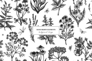 Tea herbs seamless pattern background design. Engraved style. Hand drawn chamomile, chicory, cinnamon rose, etc.