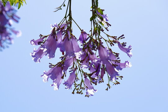 Jackaranda purple flowers