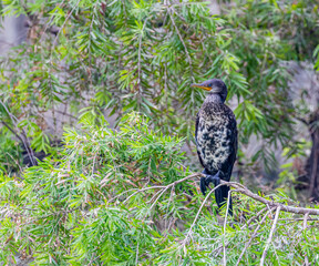 Cormorant a front view shot