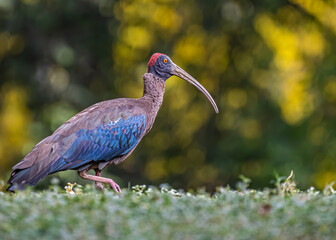 A rednaped ibis strolling in ground