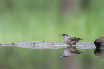  The Blackcap (Sylvia atricapilla)