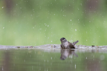  The Blackcap (Sylvia atricapilla)
