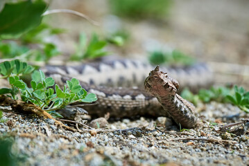 Nose-Horned Viper male in natural habitat (Vipera ammodytes)