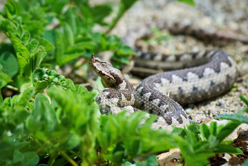 Nose-Horned Viper male in natural habitat (Vipera ammodytes)
