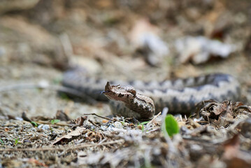 Nose-Horned Viper male in natural habitat (Vipera ammodytes)