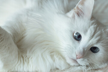 A domestic cat. Portrait. A white fluffy purebred cat. Pets