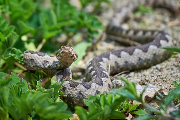 Nose-Horned Viper male preparing to strike (Vipera ammodytes)