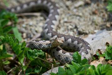 Nose-Horned Viper male preparing to strike (Vipera ammodytes)