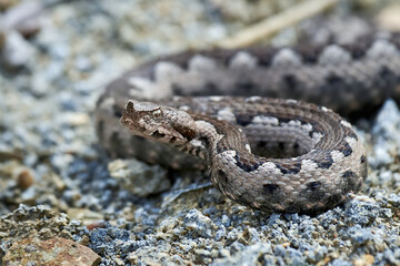 Nose-Horned Viper male in natural habitat (Vipera ammodytes)