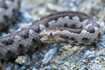 Nose-Horned Viper male preparing to strike (Vipera ammodytes)