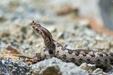 Nose-Horned Viper male in natural habitat (Vipera ammodytes)