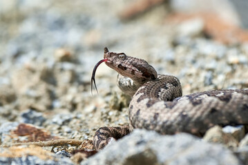 Nose-Horned Viper with forked tongue outside (Vipera ammodytes)