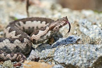Nose-Horned Viper with forked tongue outside (Vipera ammodytes)