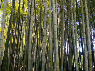 Bamboo grove. Plant stems. Thick bamboo forest. Southern nature. Fast growing plant.