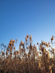 Autumn leaves against blue sky: Pampa grass