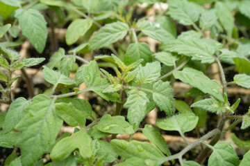 Young tomato transplants growing in a styrofoam tray.