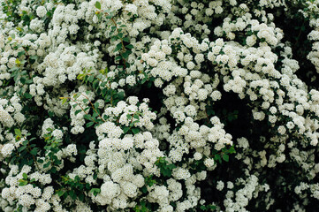 white little flowers on a green bush, a pattern of white flowers, summer in the yard