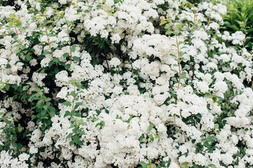 white little flowers on a green bush, a pattern of white flowers, summer in the yard