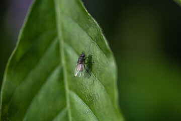 fly on leaf