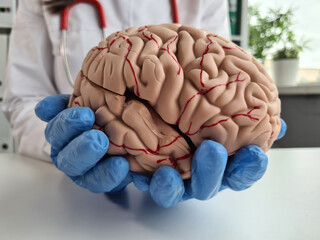 Closeup of doctorn hand holding model of the human brain