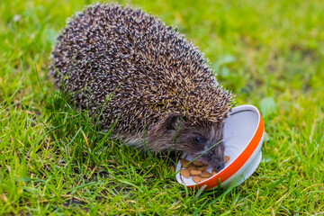 Hedgehog, Scientific name: Erinaceus Europaeus. Close up of a wild, native, European hedgehog eating food from ceramic bowl. Facing left on green grass lawn.Copy space. © Yulia