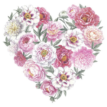 Colored pencil bouquet of peonies. Isolated on white background. Floral heart. Hand drawn botanical illustration for greeting cards, wedding invitation cards and summer backgrounds. 