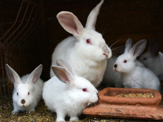 Female and young rabbits of the Californian breed