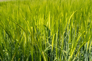 An agricultural field cultivated with Hordeum vulgare