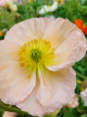beautiful Iceland poppy flower