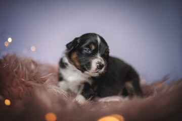 Newborn Australian Shepherd puppy dog among pink fur on a blue background