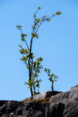 Closeup of a small tree branch standing on top of a rocky cliff