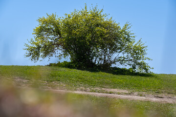 An alone bush tree standing on the top of a hill against a bright blue sky