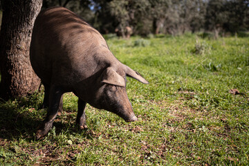 cerdo iberico