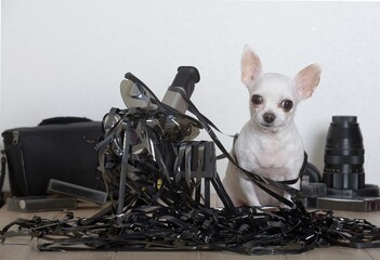 A small white Chihuahua dog sits on a table entangled in a thin black tape of a video cassette, and...