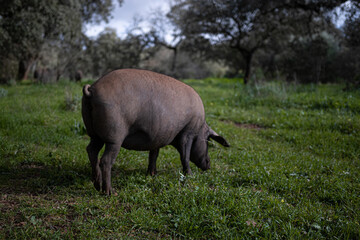 Cerdo iberico