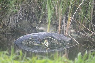 Gator sunning